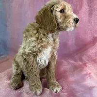 Male Bichon poo 2263, a male Poochon for sale in Joice, IA – Photo 8 of 10