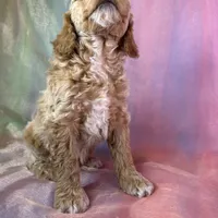 Male Bichon poo 2263, a male Poochon for sale in Joice, IA – Photo 5 of 10