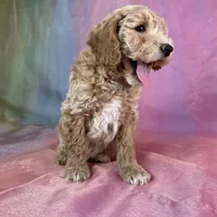 Male Bichon poo 2263, a male Poochon for sale in Joice, IA – Photo 2 of 10