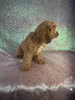 Female Cockapoo 1, a female Miniature Goldendoodle for sale in Joice, IA – 3 of 6