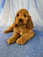 Male Cockapoo 2299 , a male Cockapoo for sale in Joice, IA – 3 of 7