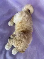 Male Bichon Poo 2306 , a male Cockapoo for sale in Joice, IA – 5 of 10