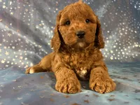 Female Cockapoo 2390, a female Cockapoo for sale in Joice, IA – 1 of 10