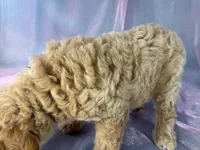 Male Bichon poo 2357, a male Bichpoo for sale in Joice, IA – 9 of 9