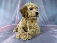 Male Bichon poo 2357, a male Bichpoo for sale in Joice, IA – 2 of 9