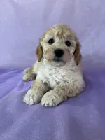 Male Bichon Poo 2306 , a male Cockapoo for sale in Joice, IA – 3 of 10