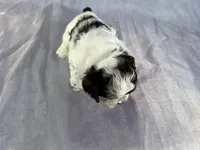 Male Cockapoo 2283, a male Cockapoo for sale in Joice, IA – Photo 4 of 10