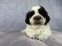 Male Cockapoo 2283, a male Cockapoo for sale in Joice, IA – Photo 2 of 10