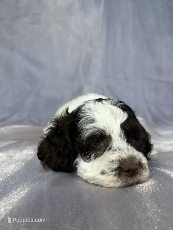 Male Cockapoo 2283 – Cockapoo puppy for sale in Joice, IA