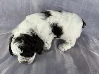 Male Cockapoo 2283, a male Cockapoo for sale in Joice, IA – Photo 9 of 10