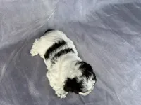 Male Cockapoo 2283, a male Cockapoo for sale in Joice, IA – Photo 10 of 10