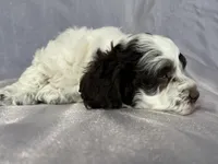 Male Cockapoo 2283, a male Cockapoo for sale in Joice, IA – Photo 3 of 10