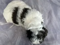 Male Cockapoo 2283, a male Cockapoo for sale in Joice, IA – Photo 5 of 10