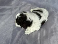 Male Cockapoo 2283, a male Cockapoo for sale in Joice, IA – Photo 7 of 10