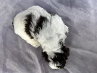 Male Cockapoo 2283, a male Cockapoo for sale in Joice, IA – Photo 6 of 10