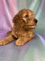Male Mini Goldendoodle 2328, a male Miniature Goldendoodle for sale in Joice, IA – 7 of 9
