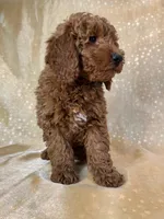 Male mini Goldendoodle 2301 , a male Miniature Goldendoodle for sale in Joice, IA – 3 of 4