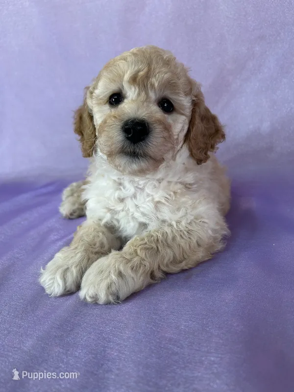 Male Bichon Poo 2306  – Cockapoo puppy for sale in Joice, IA