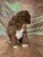 Male Cockapo 2392, a male Cockapoo for sale in Joice, IA – 2 of 10