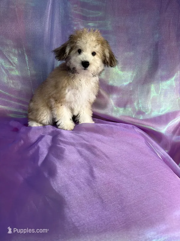 Schnoodle male 2344  – Schnoodle puppy for sale in Joice, IA