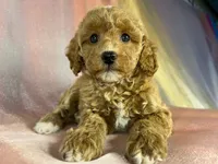 Female Bichon Poo 2400, a male Schnoodle for sale in Joice, IA – 3 of 10