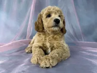 Male Bichon poo 2357, a male Bichpoo for sale in Joice, IA – 8 of 9
