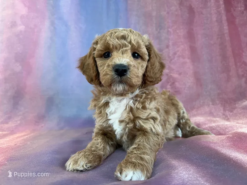 Male Bichon poo 2239