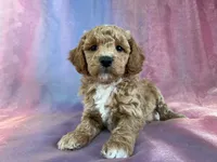 processed/9e52ed2b-da21-46fa-996b-ef8825d02374/listing/1f8adaa6-1055-45f4-93bd-53af4be707ce/591bd4d4-2908-4007-acbd-547c0ca32994