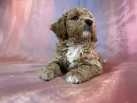 processed/9e52ed2b-da21-46fa-996b-ef8825d02374/listing/1f8adaa6-1055-45f4-93bd-53af4be707ce/697a19d2-2c02-4ee7-9213-8253b1ad002a