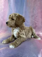 processed/9e52ed2b-da21-46fa-996b-ef8825d02374/listing/1f8adaa6-1055-45f4-93bd-53af4be707ce/7143c684-03ef-43be-85f9-fa88790df066