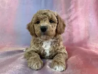 processed/9e52ed2b-da21-46fa-996b-ef8825d02374/listing/1f8adaa6-1055-45f4-93bd-53af4be707ce/ab2feeec-2926-49e1-8c24-dddcfdd12a05