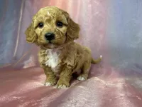 processed/9e52ed2b-da21-46fa-996b-ef8825d02374/listing/1f8adaa6-1055-45f4-93bd-53af4be707ce/bf4ed832-db6f-4dd2-844d-d96d8e454ede