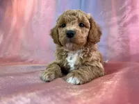 processed/9e52ed2b-da21-46fa-996b-ef8825d02374/listing/1f8adaa6-1055-45f4-93bd-53af4be707ce/dd703d98-e967-44fe-9f19-e4abc709d818