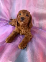 Male Mini Goldendoodle 2326 , a male Miniature Goldendoodle for sale in Joice, IA – 4 of 10