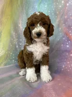 Male Bichon Poo 2324, a male Bichpoo for sale in Joice, IA – 10 of 10
