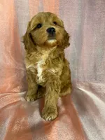 Male Schnoodle 2401, a male Schnoodle for sale in Joice, IA – 3 of 9