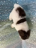 Male Schnoodle 2346, a male Schnoodle for sale in Joice, IA – 3 of 10