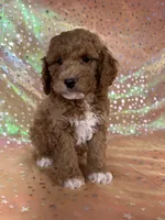 Male Cockapo 2392, a male Cockapoo for sale in Joice, IA – 10 of 10