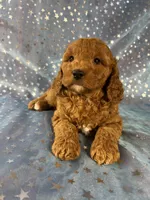 Female Cockapoo 2390, a female Cockapoo for sale in Joice, IA – 2 of 10