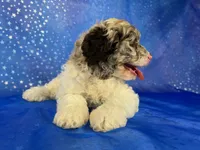 Female Cockapoo 2314, a female Cockapoo for sale in Joice, IA – 3 of 10
