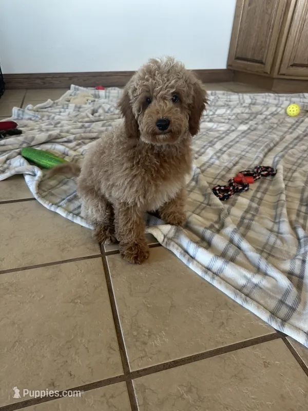 Male Bichon poo 2340 – Bichpoo puppy for sale in Joice, IA