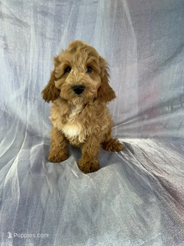 Make 2272  – Schnoodle puppy for sale in Joice, IA