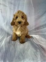 Make 2272 , a male Schnoodle for sale in Joice, IA – Photo 1 of 2