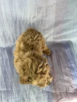 Make 2272 , a male Schnoodle for sale in Joice, IA – Photo 2 of 2