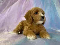 processed/9e52ed2b-da21-46fa-996b-ef8825d02374/listing/23e44b74-96d0-427f-ac06-d0fa34ca1a47/1bda7304-3e28-486c-b421-a581bb047106