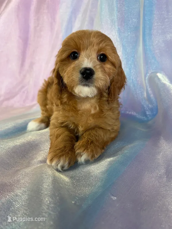 Female Cockapoo 2249