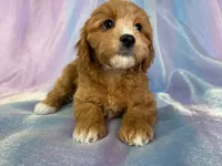 processed/9e52ed2b-da21-46fa-996b-ef8825d02374/listing/23e44b74-96d0-427f-ac06-d0fa34ca1a47/733907fd-09a5-4c24-b53c-bb7bf95faa10