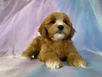 processed/9e52ed2b-da21-46fa-996b-ef8825d02374/listing/23e44b74-96d0-427f-ac06-d0fa34ca1a47/a6799ece-2e6b-48bd-9db8-1b53ddeee36e