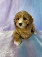 processed/9e52ed2b-da21-46fa-996b-ef8825d02374/listing/23e44b74-96d0-427f-ac06-d0fa34ca1a47/f6400136-4be6-4b13-a007-ed9a52293a91