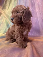 Female Mini Goldendoodle 2295, a female Miniature Goldendoodle for sale in Joice, IA – 3 of 6